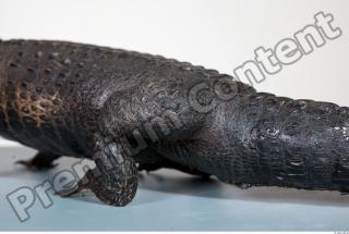 Crocodile body photo reference 0111